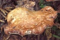 Birch Polypore or Razor Strop Fungus - Fomitopsis betulina