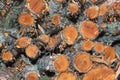 Birch pulpwood in a pile
