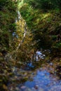 Birch reflection in pond