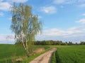 Birch and road in spring