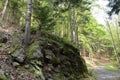 Birch on the rock