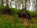 birch roots