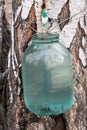 Birch sap Royalty Free Stock Photo