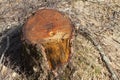 Birch sap flows from the stump of a felled birch tree in the spring Royalty Free Stock Photo