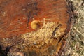 Birch sap flows from the stump of a felled birch tree in the spring Royalty Free Stock Photo