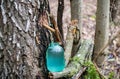 Birch sap Royalty Free Stock Photo