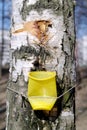Birch sap Royalty Free Stock Photo