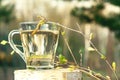 Birch sap in a glass mug on a birch stump in a spring forest, near a birch branch with young leaves Royalty Free Stock Photo