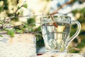 Birch sap in a glass mug on a birch stump in a spring forest, near a birch branch with young leaves Royalty Free Stock Photo