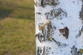 Birch sap Royalty Free Stock Photo