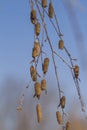 Birch seed pods on the branch close up during wintertime. betula pendula , blue sky background