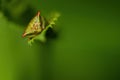 A Birch Shield Bug On A Green Background