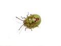 Birch shield bug nymph isolated on white