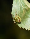 Birch shield bug nymph on birch leaf Royalty Free Stock Photo
