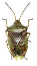 Birch Shield Bug on white Background