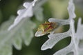 Birch shieldbug Elasmostethus interstinctus