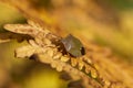 The birch shieldbug Elasmostethus interstinctus is species of shield bug in the Acanthosomatidae family. Golden autumn