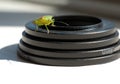 Birch shieldbug stink bug on lens ring