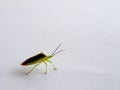 Birch shieldbug stink bug stood on white background