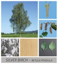 Birch, Silver Birch, Warty Birch, European White Birch, betula, pendula, tree