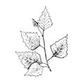 Birch sketch. Hand drawn black birch tree branch, birch leaf. Sketch style  illustration, isolated on white background Royalty Free Stock Photo