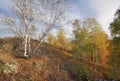 Birch sleep a hillside in autumn