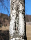 birch with the slit in the cortex with the shape like a vagina Royalty Free Stock Photo