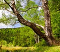 Birch at the Small Arber Lake