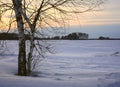 Birch on a snowy field in the evening 2 Royalty Free Stock Photo
