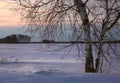 Birch on a snowy field in the evening 1 Royalty Free Stock Photo