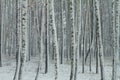 Birch snowy woodland