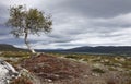 Birch on the Southern Kungsleden Royalty Free Stock Photo