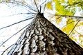 Birch tree in Lithuania