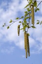 Birch. Spring Royalty Free Stock Photo