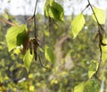 Spring birch with green leaves and rings outside the window Royalty Free Stock Photo