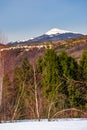 Birch and spruce on snowy hills in Carpathians Royalty Free Stock Photo