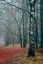 Birch standing in the foggy forest