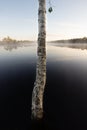 Birch Stem with Carved Initials in Moor Water