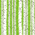 Birch Stems seamless, Royalty Free Stock Photo