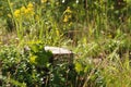 Birch stump and Yellow meadow wild flowers chamomiles with green grass Royalty Free Stock Photo