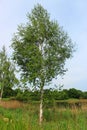 Birch in the summer Royalty Free Stock Photo