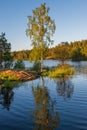 Birch in the sun is reflected in the lake Royalty Free Stock Photo