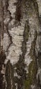 Birch texture