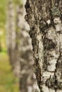 Birch texture close-up in the forest Royalty Free Stock Photo