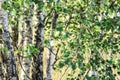 Trees in birch theme early sunny morning Royalty Free Stock Photo