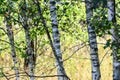 Trees in birch theme early sunny morning Royalty Free Stock Photo