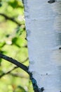 Trees in birch theme early sunny morning Royalty Free Stock Photo