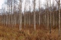 Birch Thicket