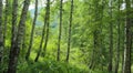 Birch thicket illuminated by the sun. Royalty Free Stock Photo