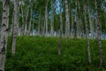 Birch thicket, many white tree trunks with black stripes and patterns and green foliage stand in a forest on mountain